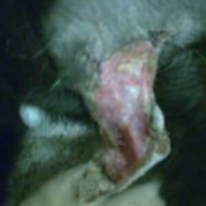 Läkande sårområde på kattben