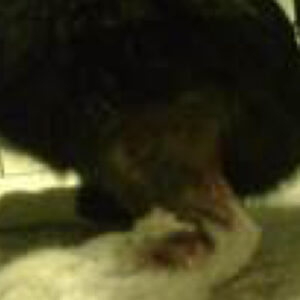 Läkande sårområde på kattben